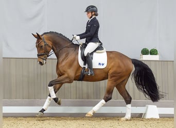 Westfaliano, Giumenta, 6 Anni, 168 cm, Baio scuro