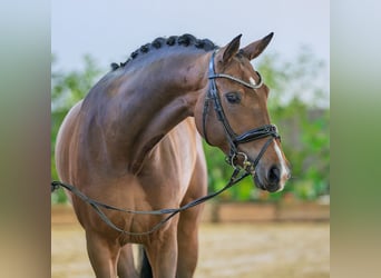 Westfaliano, Giumenta, 6 Anni, 168 cm, Baio scuro