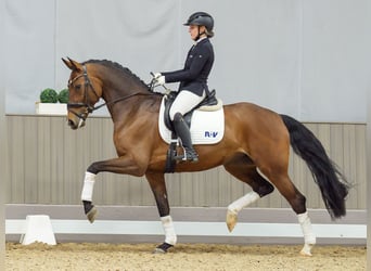 Westfaliano, Giumenta, 6 Anni, 168 cm, Baio scuro