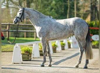 Westfaliano, Giumenta, 6 Anni, 168 cm, Grigio
