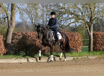 Westfaliano, Giumenta, 6 Anni, 168 cm, Morello