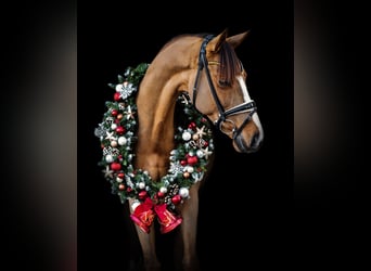 Westfaliano, Giumenta, 6 Anni, 168 cm, Sauro