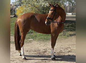 Westfaliano, Giumenta, 6 Anni, 168 cm, Sauro