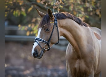Westfaliano, Giumenta, 6 Anni, 168 cm, Sauro