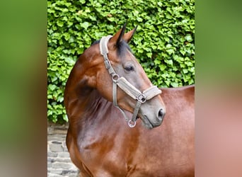 Westfaliano, Giumenta, 6 Anni, 170 cm, Baio