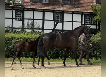 Westfaliano, Giumenta, 6 Anni, 170 cm, Morello