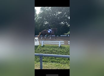 Westfaliano, Giumenta, 6 Anni, 170 cm, Sauro