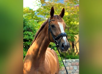 Westfaliano, Giumenta, 6 Anni, 170 cm, Sauro