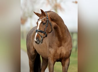 Westfaliano, Giumenta, 6 Anni, 170 cm, Sauro scuro