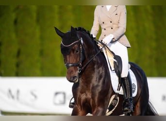 Westfaliano, Giumenta, 6 Anni, 172 cm, Baio scuro