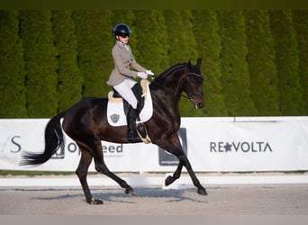 Westfaliano, Giumenta, 6 Anni, 172 cm, Baio scuro