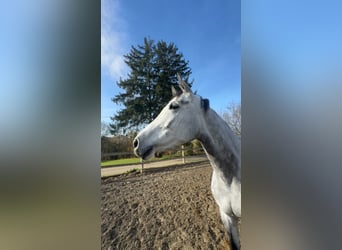 Westfaliano, Giumenta, 6 Anni, 172 cm, Grigio pezzato