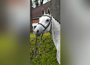 Westfaliano, Giumenta, 6 Anni, 172 cm, Grigio pezzato