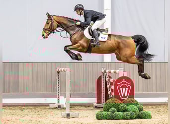 Westfaliano, Giumenta, 6 Anni, 173 cm, Baio