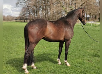 Westfaliano, Giumenta, 6 Anni, 173 cm, Baio scuro
