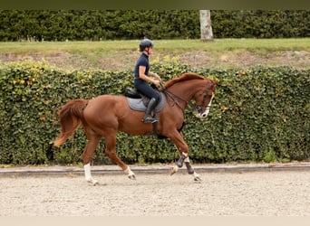 Westfaliano, Giumenta, 6 Anni, 175 cm, Sauro