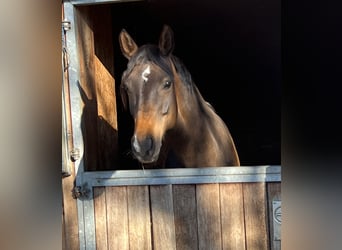 Westfaliano, Giumenta, 7 Anni, 162 cm, Baio