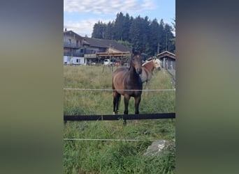 Westfaliano, Giumenta, 7 Anni, 162 cm, Baio