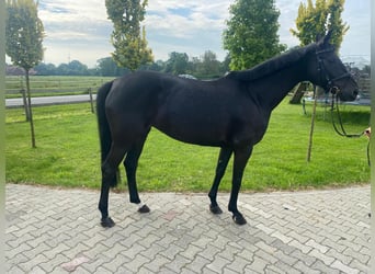Westfaliano, Giumenta, 7 Anni, 163 cm, Morello