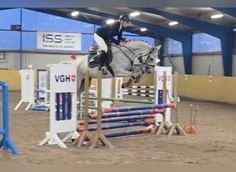 Westfaliano, Giumenta, 7 Anni, 164 cm, Grigio