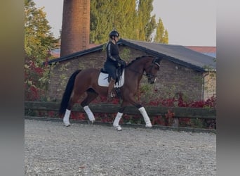 Westfaliano, Giumenta, 7 Anni, 165 cm, Baio
