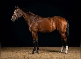 Westfaliano, Giumenta, 7 Anni, 165 cm, Baio