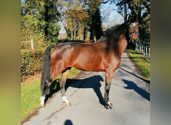 Westfaliano, Giumenta, 7 Anni, 165 cm, Baio