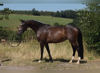 Westfaliano, Giumenta, 7 Anni, 165 cm, Baio scuro