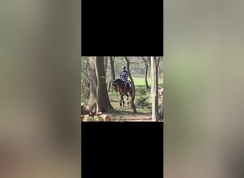 Westfaliano, Giumenta, 7 Anni, 166 cm, Baio