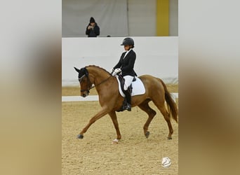 Westfaliano, Giumenta, 7 Anni, 166 cm, Sauro