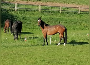 Westfaliano, Giumenta, 7 Anni, 167 cm, Baio
