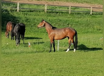 Westfaliano, Giumenta, 7 Anni, 167 cm, Baio