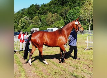 Westfaliano, Giumenta, 7 Anni, 167 cm, Baio