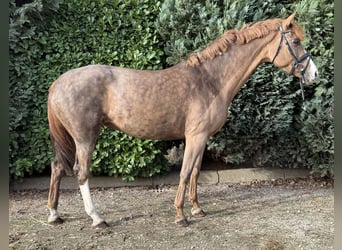 Westfaliano, Giumenta, 7 Anni, 167 cm, Sauro ciliegia