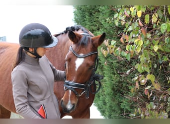 Westfaliano, Giumenta, 7 Anni, 168 cm, Baio