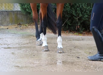 Westfaliano, Giumenta, 7 Anni, 168 cm, Baio