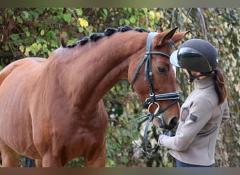 Westfaliano, Giumenta, 7 Anni, 168 cm, Baio