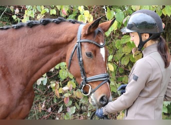 Westfaliano, Giumenta, 7 Anni, 168 cm, Baio
