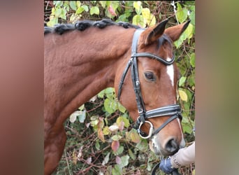 Westfaliano, Giumenta, 7 Anni, 168 cm, Baio