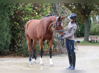 Westfaliano, Giumenta, 7 Anni, 168 cm, Baio