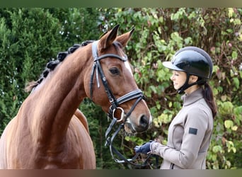 Westfaliano, Giumenta, 7 Anni, 168 cm, Baio