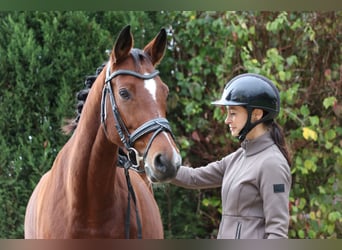 Westfaliano, Giumenta, 7 Anni, 168 cm, Baio