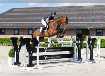 Westfaliano, Giumenta, 7 Anni, 168 cm, Baio