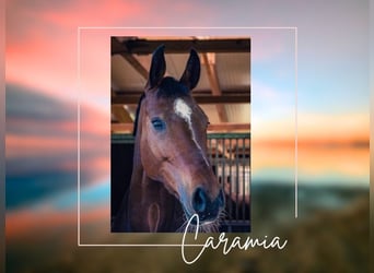 Westfaliano, Giumenta, 7 Anni, 168 cm, Baio
