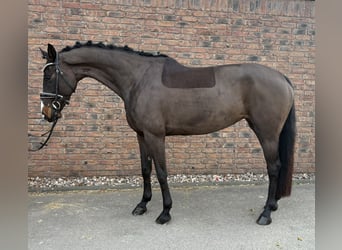 Westfaliano, Giumenta, 7 Anni, 168 cm, Baio nero