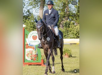 Westfaliano, Giumenta, 7 Anni, 168 cm, Morello