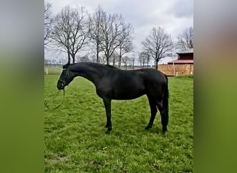 Westfaliano, Giumenta, 7 Anni, 169 cm, Baio nero