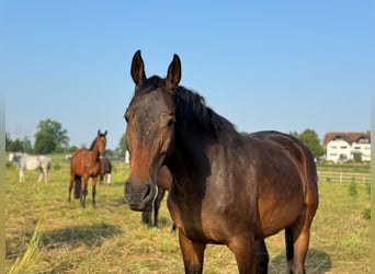 Westfaliano, Giumenta, 7 Anni, 170 cm, Baio