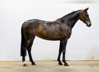 Westfaliano, Giumenta, 7 Anni, 170 cm