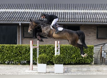 Westfaliano, Giumenta, 7 Anni, 170 cm